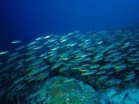 В мировом океане найдены почти 18 тысяч неизвестных видов