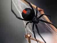 Японию атакует ядовитый паук из Австралии