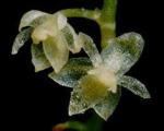 Найдена самая маленькая орхидея в мире