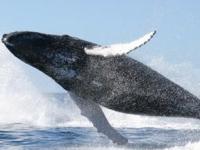 Голубые киты "поют" более низкими голосами, чем раньше
