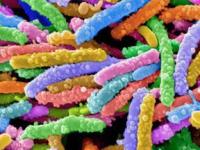 Опубликован первый "том" геномной энциклопедии бактерий