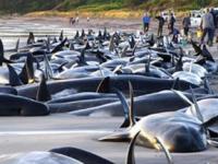 125 дельфинов погибли, выбросившись на берег в Новой Зеландии