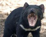 В Австралии спасают вымирающих тасманийских дьяволов