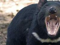 В Австралии спасают вымирающих тасманийских дьяволов