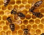 Пчелы способны распознавать человеческие лица