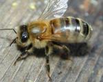Пчелы различают лишь 2-3 ключевых запаха