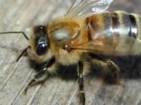 Пчелы различают лишь 2-3 ключевых запаха
