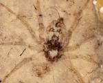 В Китае обнаружены останки древнего паука