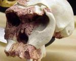 Предки людей практически вымерли 70 тысяч лет назад