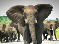 При быстром движении слоны идут и бегут одновременно
