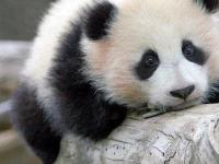 Китайцы сдали панд в аренду за миллион долларов