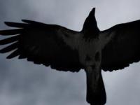 Выдающийся интеллект воронов назван мифом