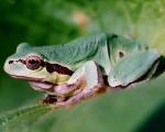 Экологи: Лягушки находятся на грани вымирания