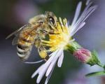 В мире сокращается популяция пчел