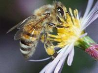 В мире сокращается популяция пчел