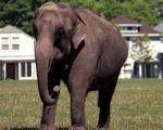 Слоны являются единственными "полноприводными" животными