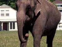 Слоны являются единственными "полноприводными" животными