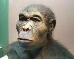 Ученые нашли недостающее звено эволюции человека