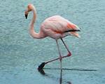 В Андах нашли "любящих" мышьяк фламинго