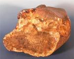 Ученые обнаружили янтарную могилу возрастом 95 миллионов лет