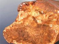 Ученые обнаружили янтарную могилу возрастом 95 миллионов лет