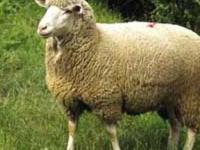 В Британии выведена овца, которую не нужно стричь