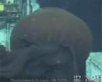 Ученым удалось заснять крупнейшую в мире медузу