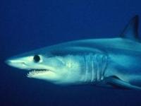 Самки акул способны производить потомство без самцов