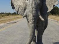 В Индии объявили в розыск серийного слона-убийцу