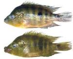 Найдены рыбы, которые быстро делятся на два отдельных вида