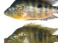 Найдены рыбы, которые быстро делятся на два отдельных вида