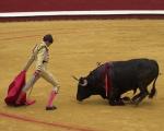 В Испании клонировали быка для корриды