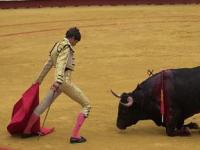 В Испании клонировали быка для корриды