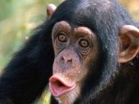Шимпанзе, подобно людям, склонны доверять авторитетам