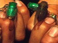 Ученые нашли миллионы лишних видов насекомых