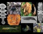 10 главных видов живых существ, открытых в 2009 году