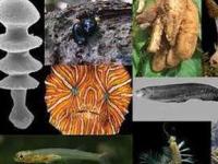 10 главных видов живых существ, открытых в 2009 году