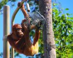 Доказано, что обезьяны любят рассматривать посетителей зоопарков