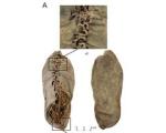 Археологи нашли самый древний ботинок в мире