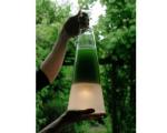 Британец придумал лампу, работающую на энергии фотосинтеза