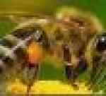 Вымирание пчёл может спровоцировать нехватку продовольствия в Британии