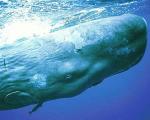 Найдены останки самого большого морского хищника в истории