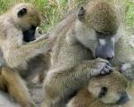Дружеские отношения продлевают жизнь приматам