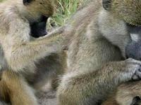 Дружеские отношения продлевают жизнь приматам