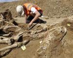 В Нидерландах найдено древнее захоронение лошадей