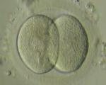 Создана методика наблюдения за развитием эмбриона в реальном времени