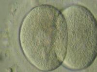 Создана методика наблюдения за развитием эмбриона в реальном времени