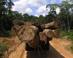 "Гринпис" огласил список убийц тропического леса