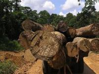 "Гринпис" огласил список убийц тропического леса