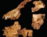 Найден неизвестный ранее общий предок мартышек и людей